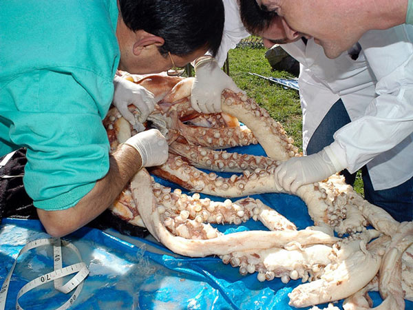 Picture 6 of Giant squid - the mysterious 150 years to have the solution
