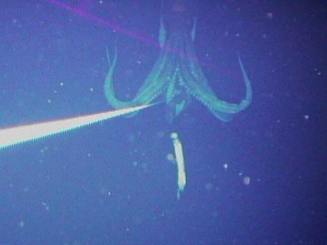 Picture 7 of Giant squid - the mysterious 150 years to have the solution