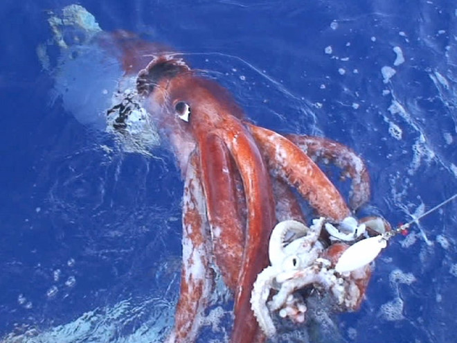 Picture 8 of Giant squid - the mysterious 150 years to have the solution