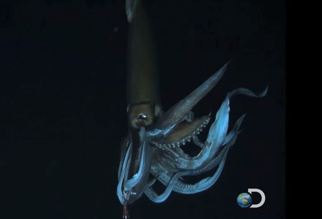 Picture 9 of Giant squid - the mysterious 150 years to have the solution