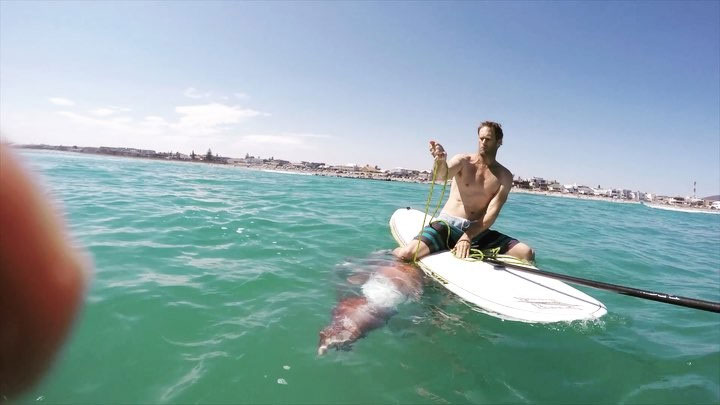 Picture 1 of Giant squid wounded by skateboarder surfers on shore