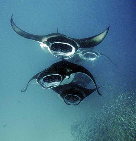 Picture 7 of Giant stingray