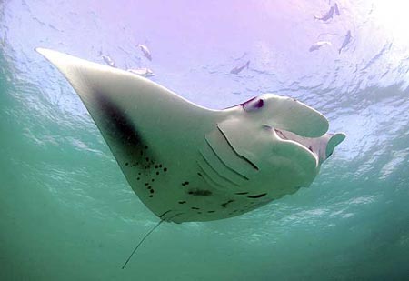 Picture 8 of Giant stingray
