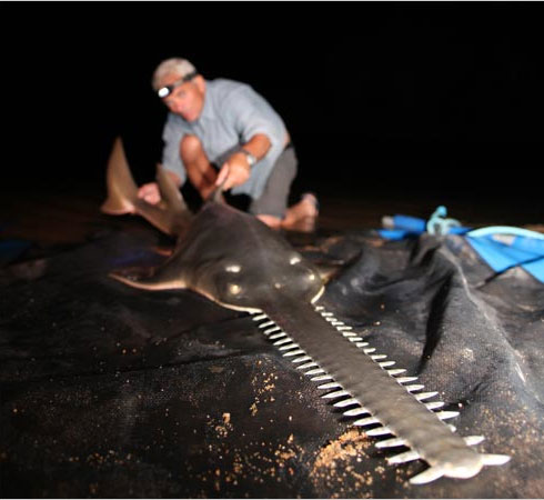 Picture 2 of Giant swordfish in Australia