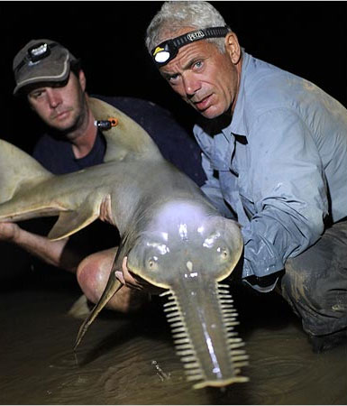 Picture 3 of Giant swordfish in Australia