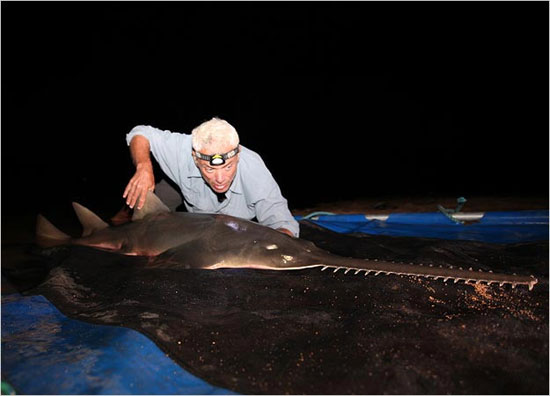 Picture 4 of Giant swordfish in Australia