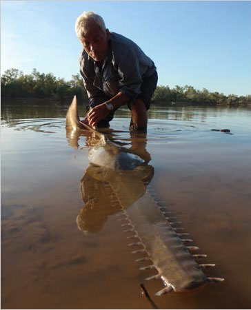 Picture 5 of Giant swordfish in Australia