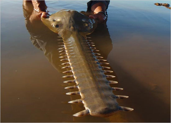 Picture 6 of Giant swordfish in Australia
