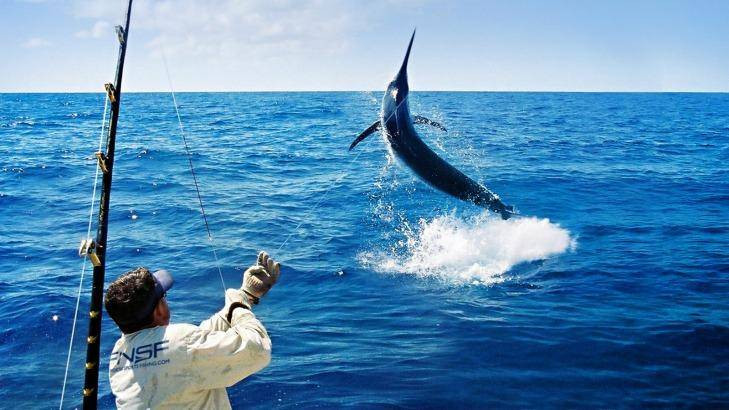 Picture 1 of Giant swordfish pulls Australian fishermen into the sea