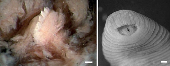 Picture 2 of Giant toothed leeches in the Amazon basin