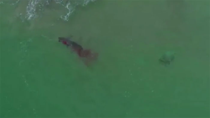 Picture 1 of Giant white sharks devour seals in a bloody battle