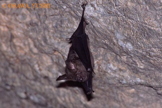 Picture 3 of Giants between mosquito bats