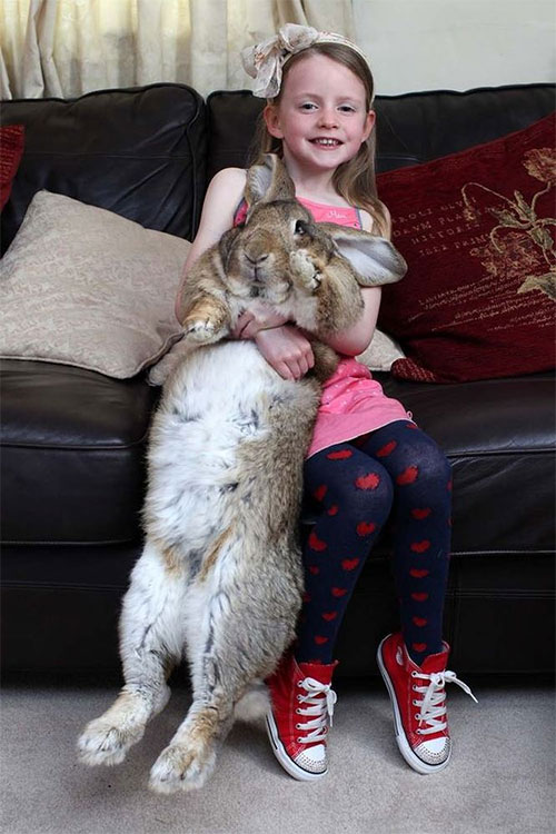 Picture 4 of Giants in the animal world
