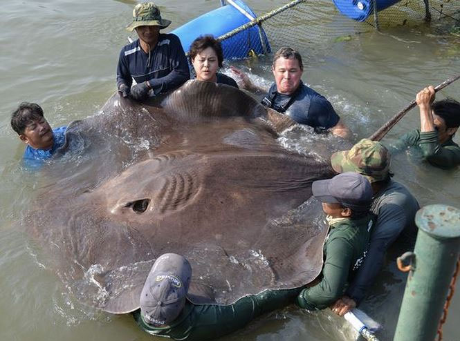 Picture 6 of Giants in the animal world
