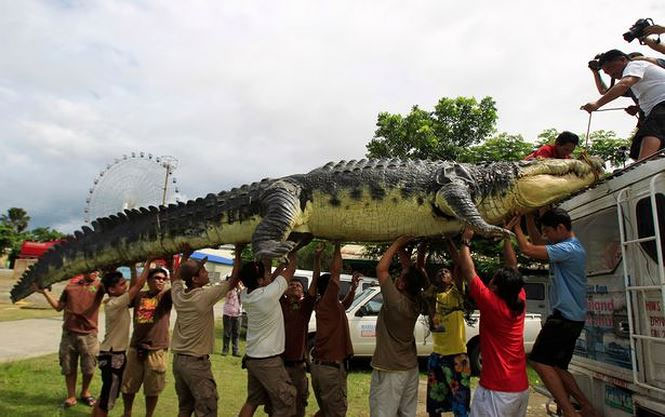 Picture 8 of Giants in the animal world
