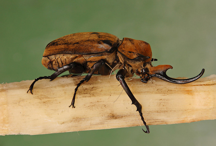 Picture 10 of Giants in the insect world