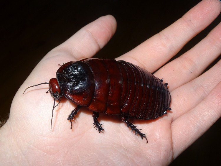 Picture 11 of Giants in the insect world