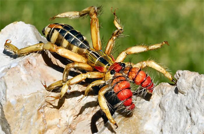 Picture 12 of Giants in the insect world