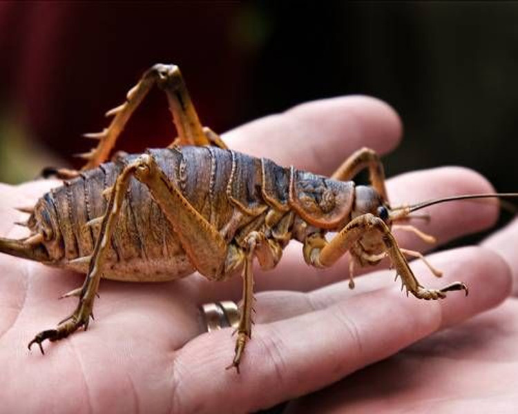 Picture 3 of Giants in the insect world