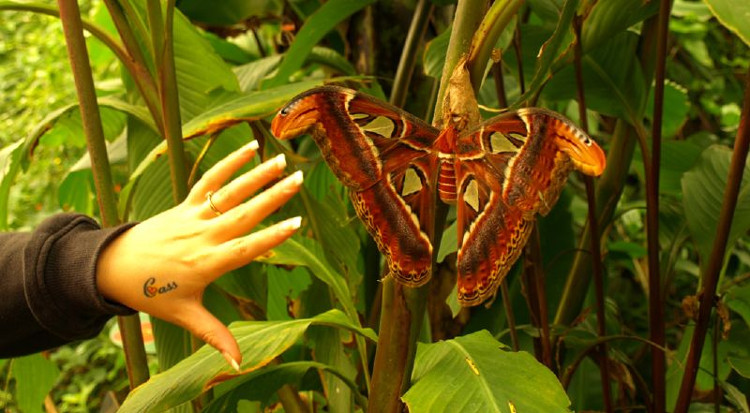 Picture 5 of Giants in the insect world