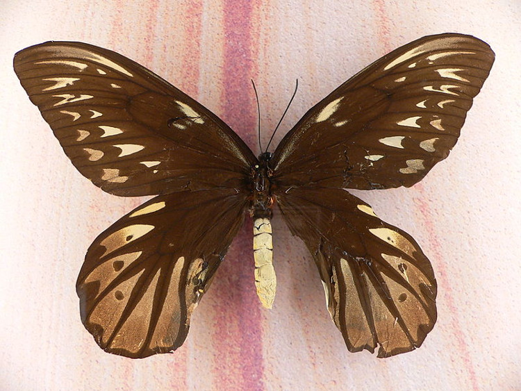 Picture 6 of Giants in the insect world