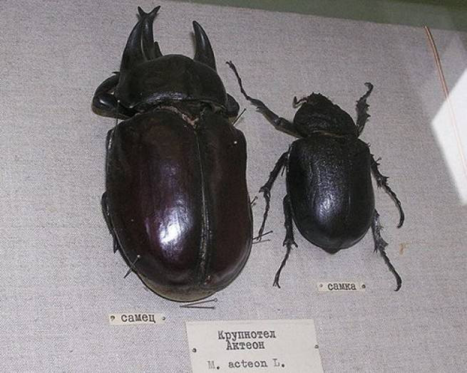 Picture 7 of Giants in the insect world