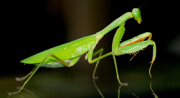 Picture 8 of Giants in the insect world