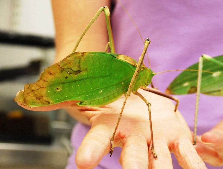 Picture 9 of Giants in the insect world