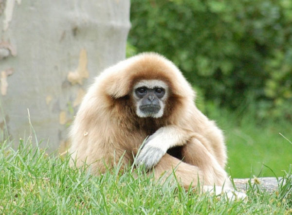 Picture 1 of Gibbon species have the ability to sing like professional opera singers
