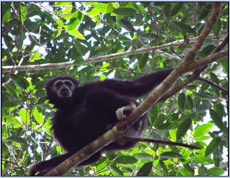 Picture 2 of Gibbons 'sing' to ward off enemies