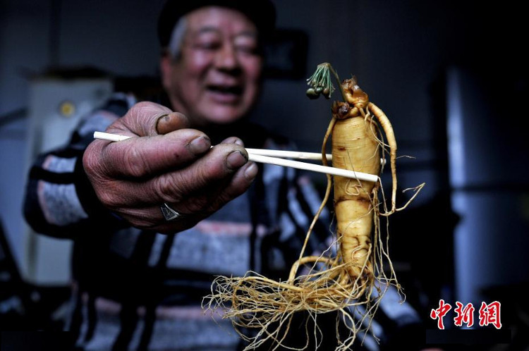 Picture 1 of Ginseng soaked wine 7 years suddenly blooming blue flowers