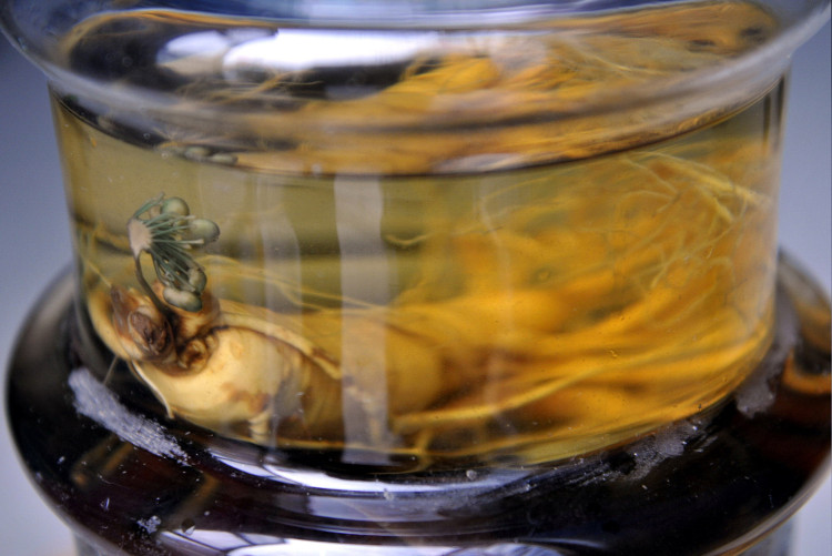Picture 2 of Ginseng soaked wine 7 years suddenly blooming blue flowers