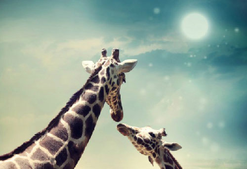 Picture 1 of Giraffe secrets