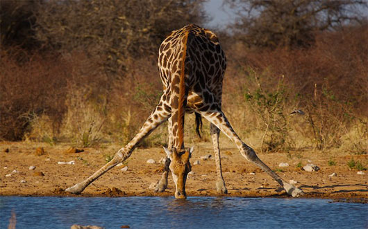 Picture 2 of Giraffe secrets