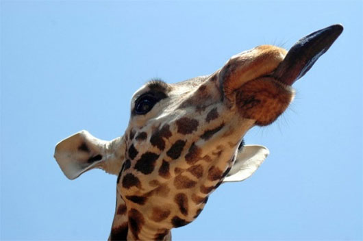 Picture 3 of Giraffe secrets