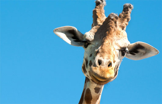 Picture 4 of Giraffe secrets