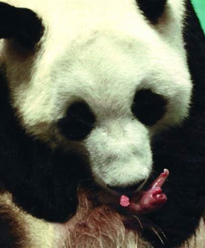 Picture 1 of Give birth to pandas