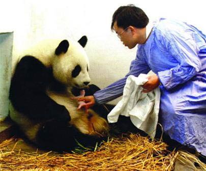 Picture 2 of Give birth to pandas