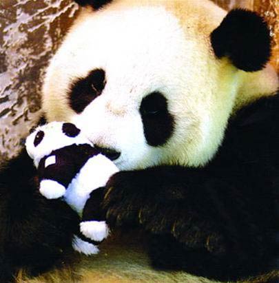 Picture 3 of Give birth to pandas