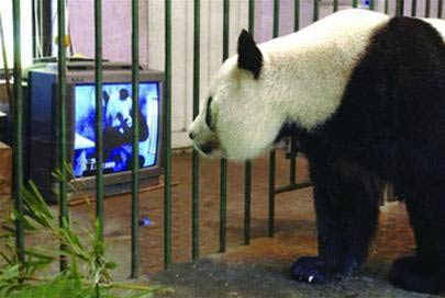 Picture 4 of Give birth to pandas