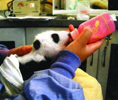 Picture 6 of Give birth to pandas