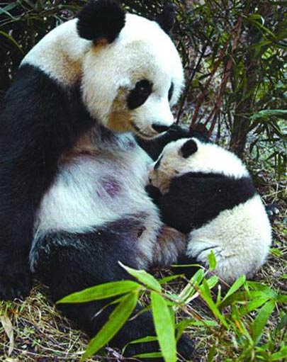 Picture 7 of Give birth to pandas