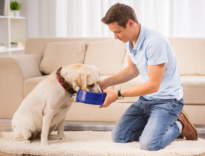 Picture 2 of Giving your pet something to eat can make ... the owner sick
