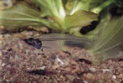 Picture 1 of Glass fish