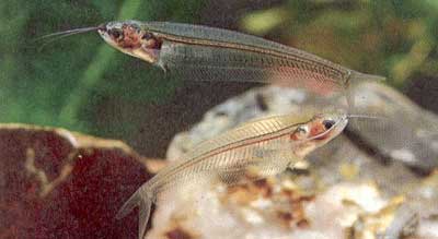 Picture 2 of Glass fish