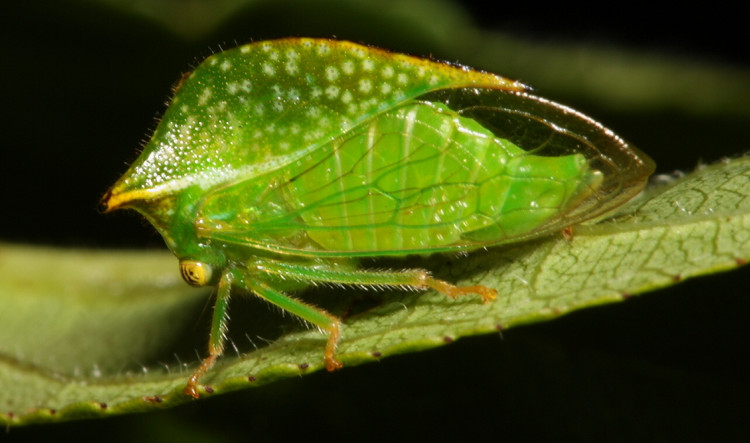 Picture 7 of 'Glimpse' strange monsters exist on Earth