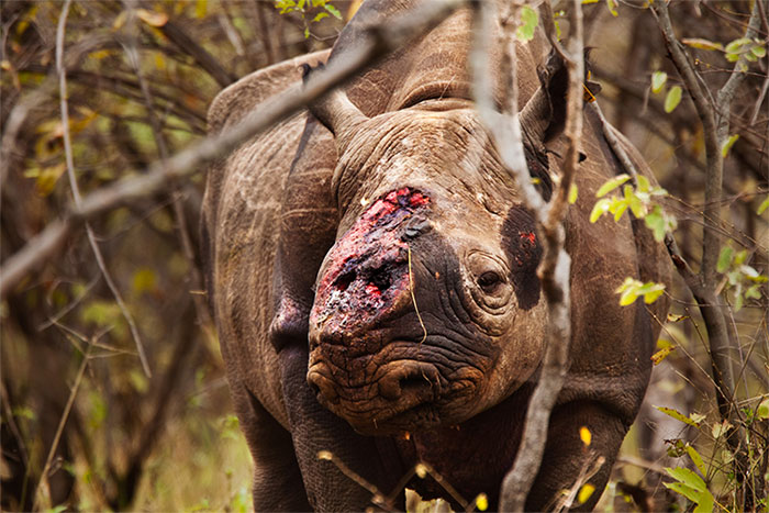 Picture 1 of Global vertebrate animals have decreased by 60%