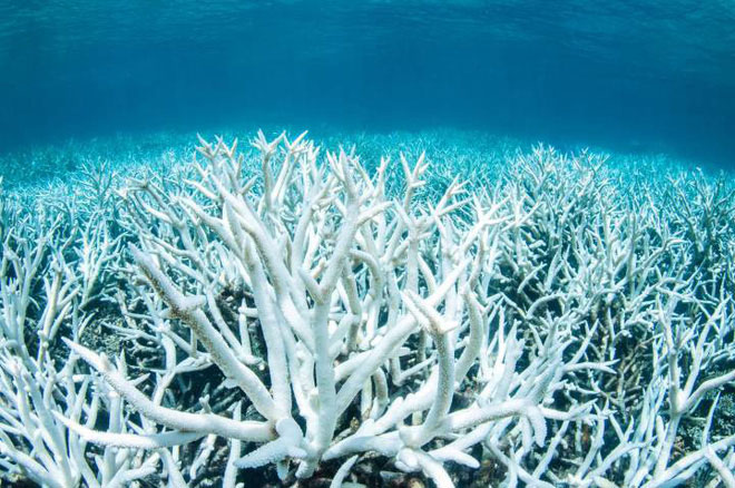 Picture 4 of Global warming climate has caused 2 historical disasters of extinction