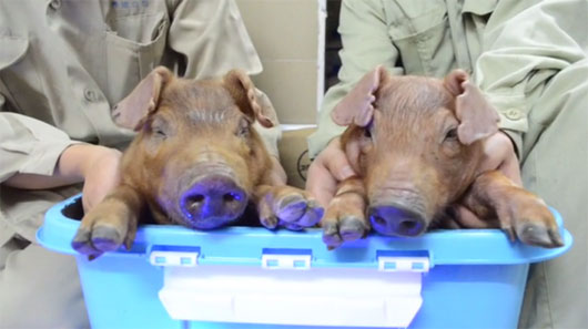 Picture 1 of Glow pig is born in China