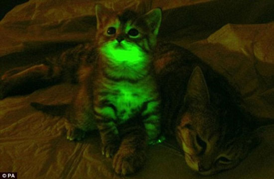Picture 1 of Glowing cats can fight HIV / AIDS